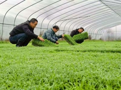 seed germination trays